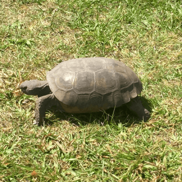 Glider Aerobic Ride Orlando turtle