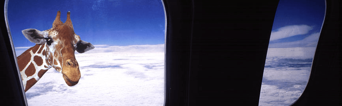 5 Most Bizarre Things Flight Attendants Have Seen
